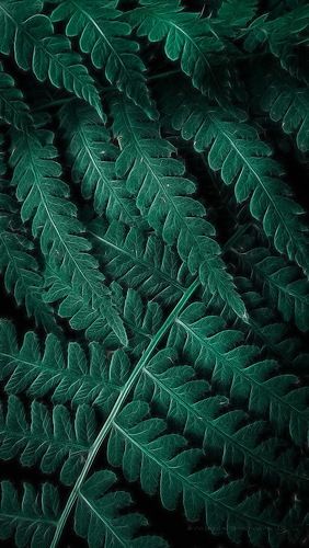 летняя блажь *