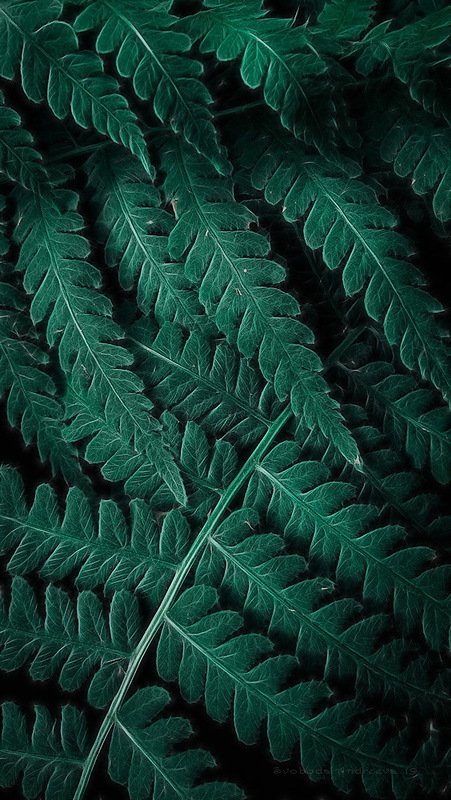 летняя блажь * фото превью