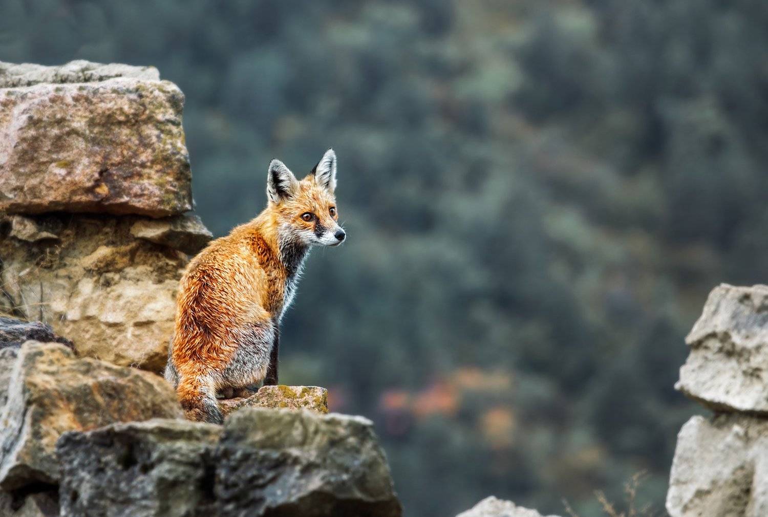 Лиса, Лисенок, Рыжий, малыш, животное, зверь, очаровательный, cute, fox, red fox, Vyacheslav Lozhkin