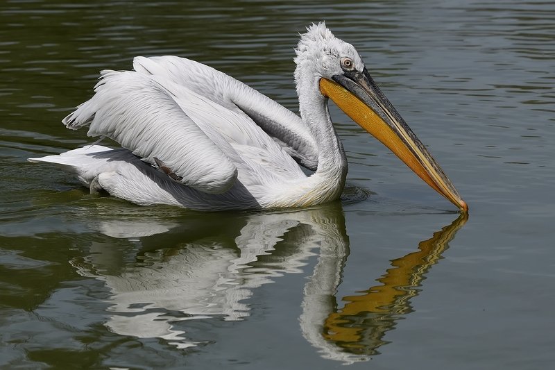 птицы birds Pelecanus onocrotalus фото превью