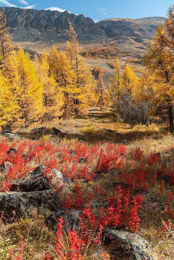 алтай, Константин Дэм