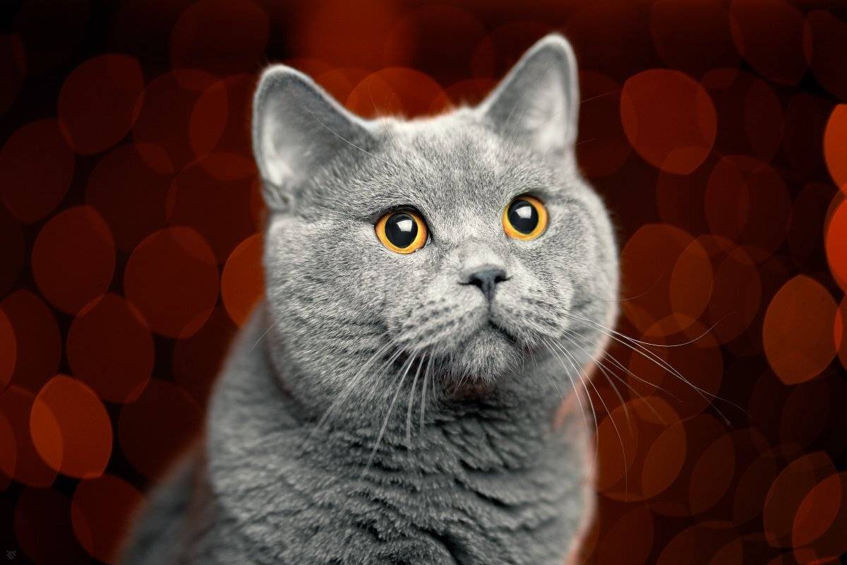 bokeh, cat, pet, strobist, Wojciech Grzanka