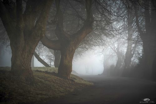 Road in the morning fog