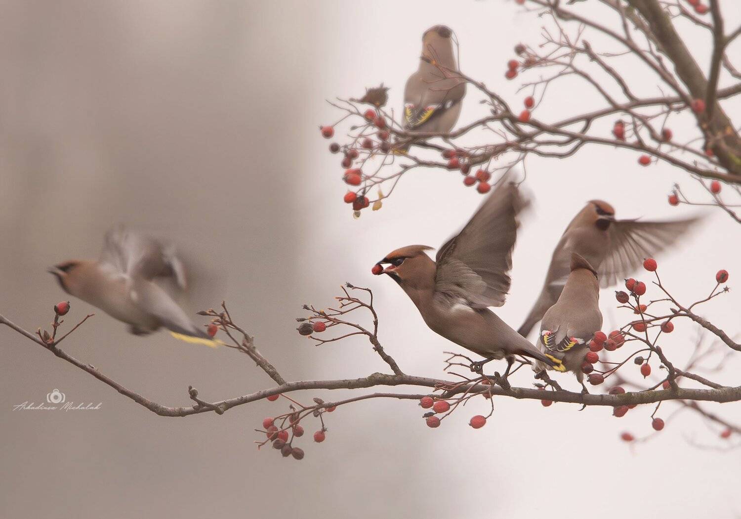 , Arkadiusz Michalak