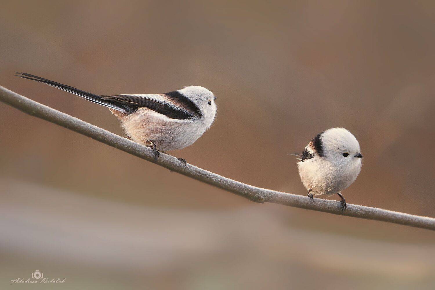 , Arkadiusz Michalak