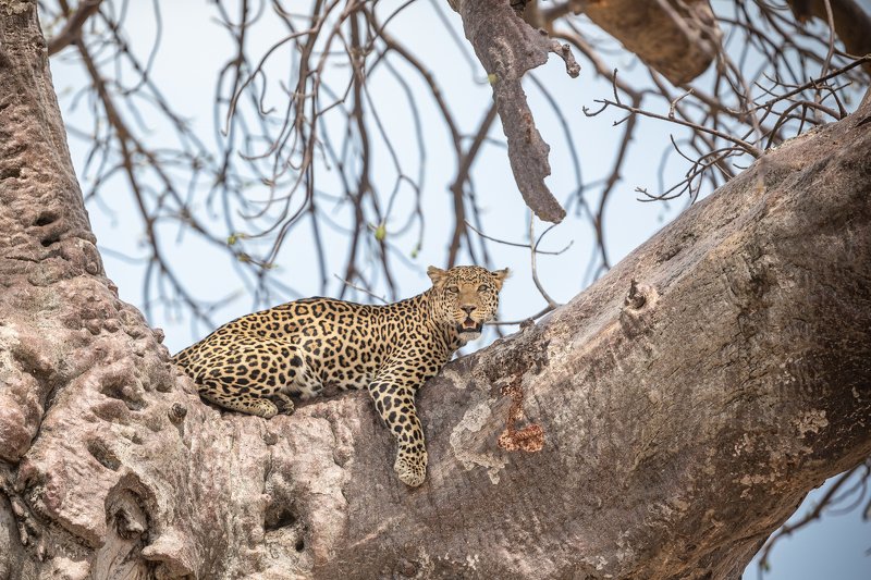 #leopard #animal #ruaha #ruahanationalpark ICU фото превью