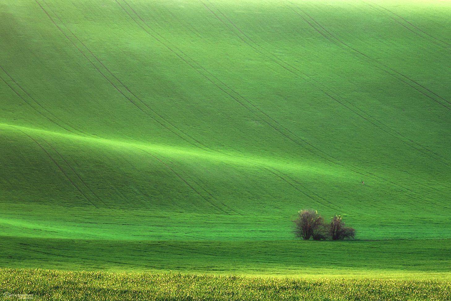 , Антон Кошетаров