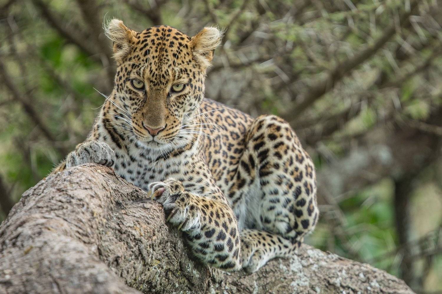 #leopard, Patrick Hozza