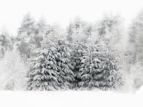 spruces in the winter forest