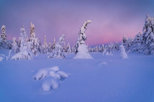 В лесу родилась елочка