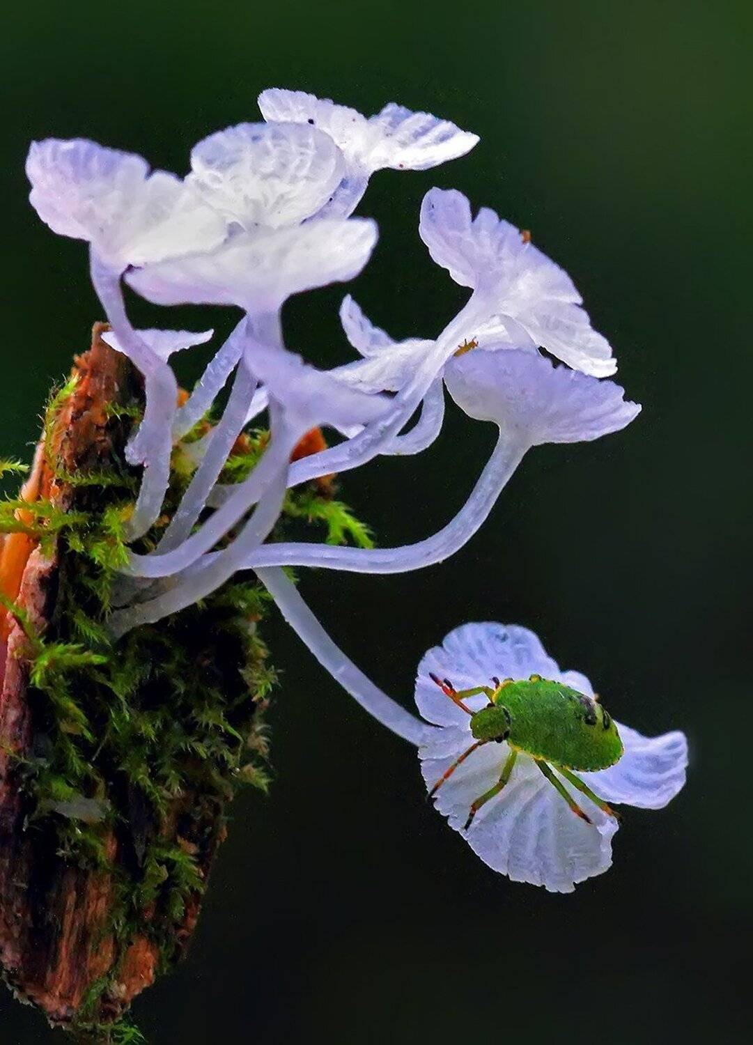 , Галина Горькавая