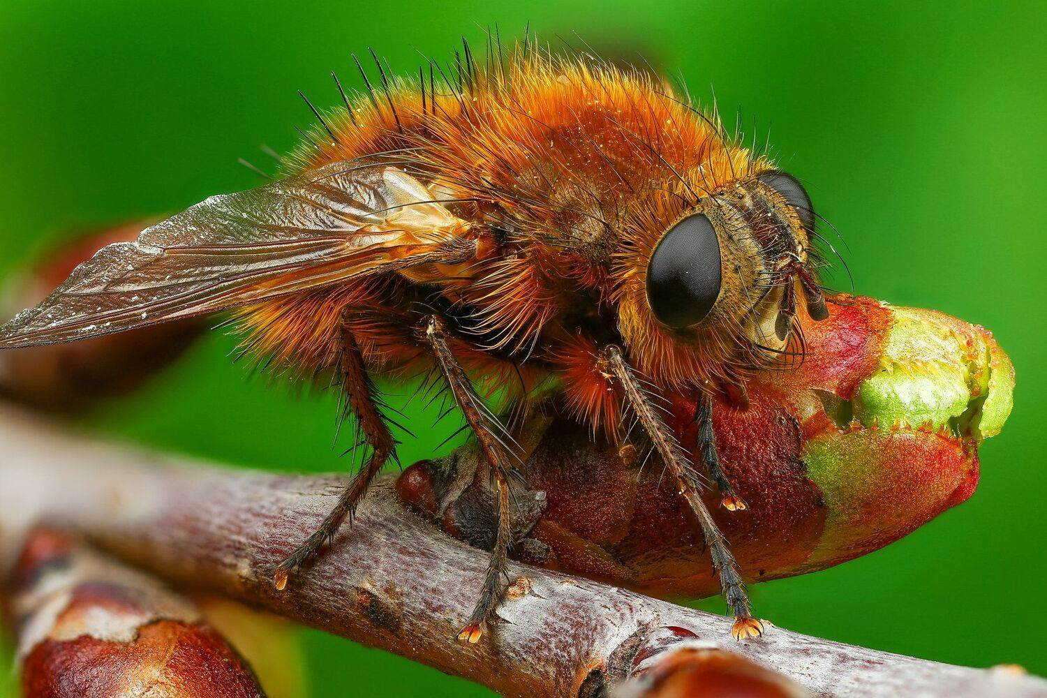 муха макро природа цвет травинка зеленый, Андрей Шаповалов