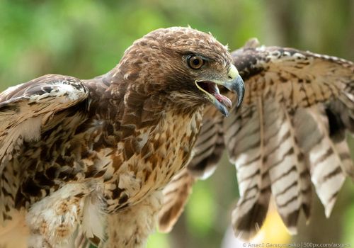 red-tailed hawk or Buteo jamaicensis close-up portrait. Wildlife photo