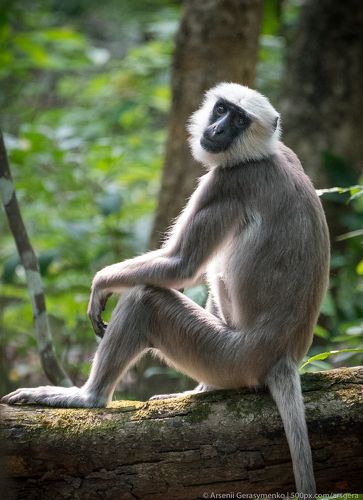 Portrait of a monkey