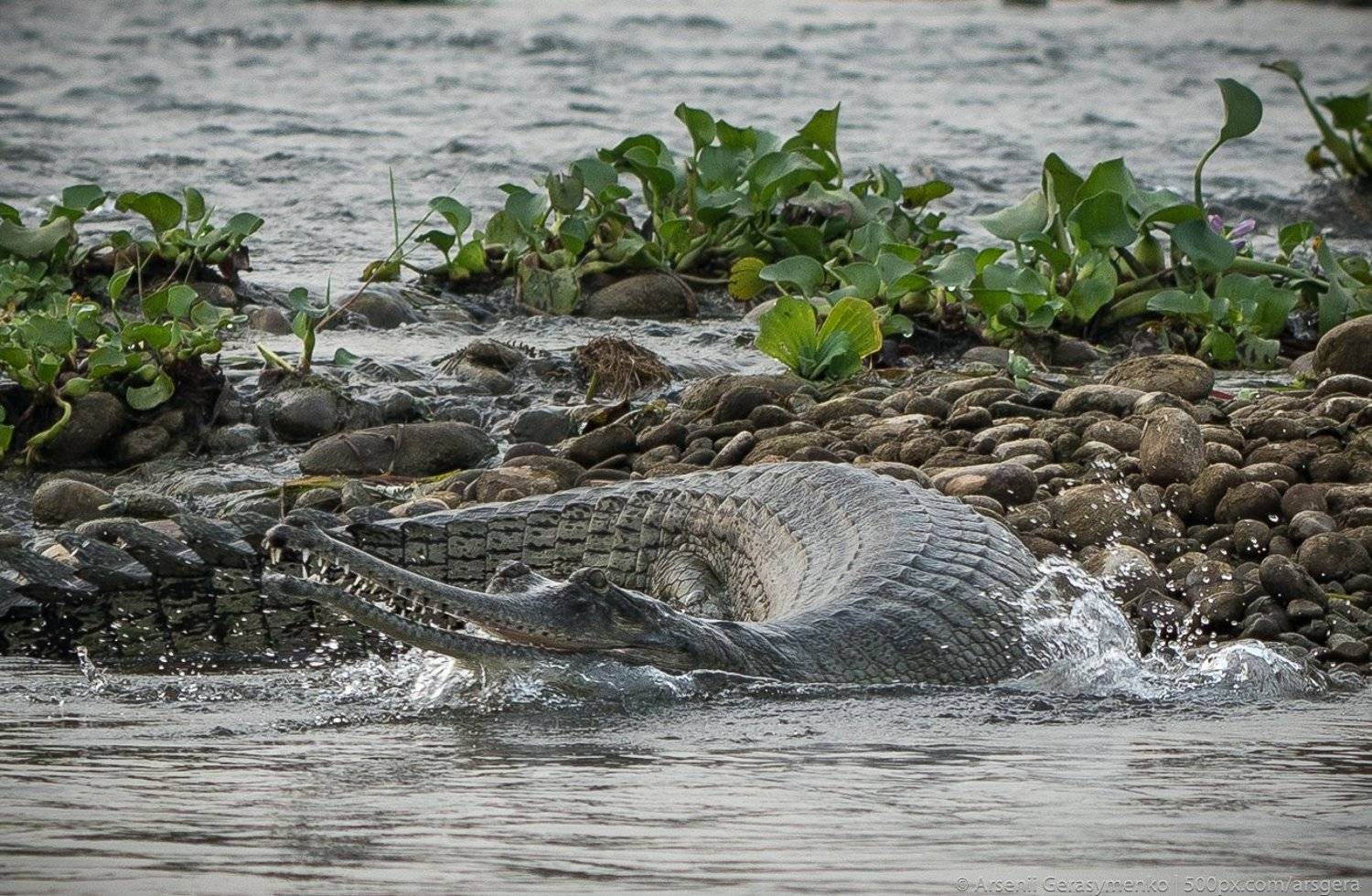gharial, crocodile, river, indian, endangered, animal, chambal, nature, wildlife, wild, gavial, head, closeup, india, water, natural, green, dangerous, reptile, species, gavialis, gangeticus, tropical, mouth, detail, eye, asia, teeth, sharp, asian, alliga, Арсений Герасименко