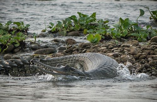 gharial or false gavial close-up portrait in the river. Wildlife animal photo in Asia
