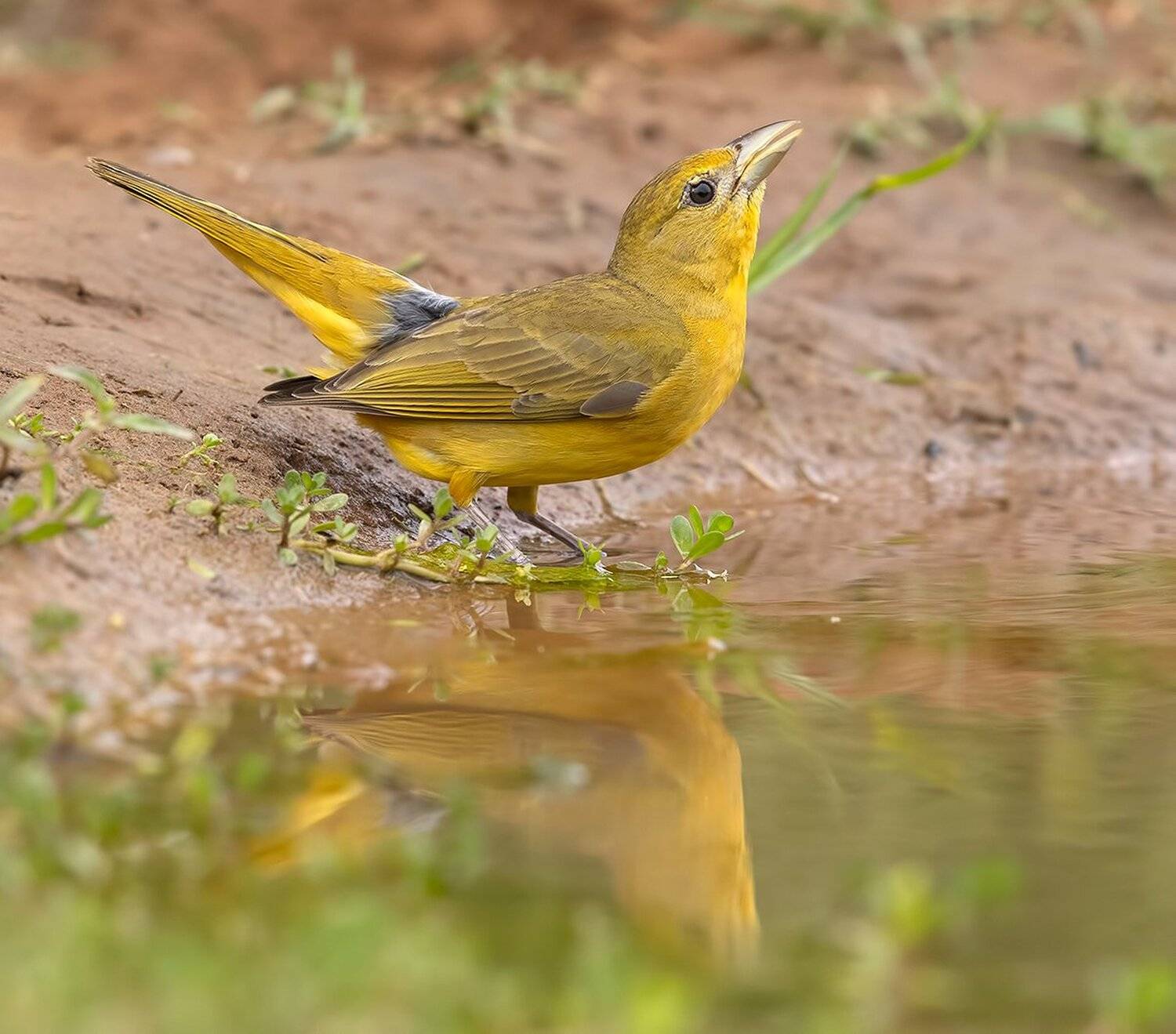 summer tanager, алая пиранга, cardinal, tx, texas, Elizabeth Etkind