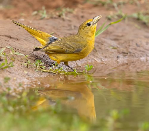 Female Summer tanager -  Cамка Алая пиранга