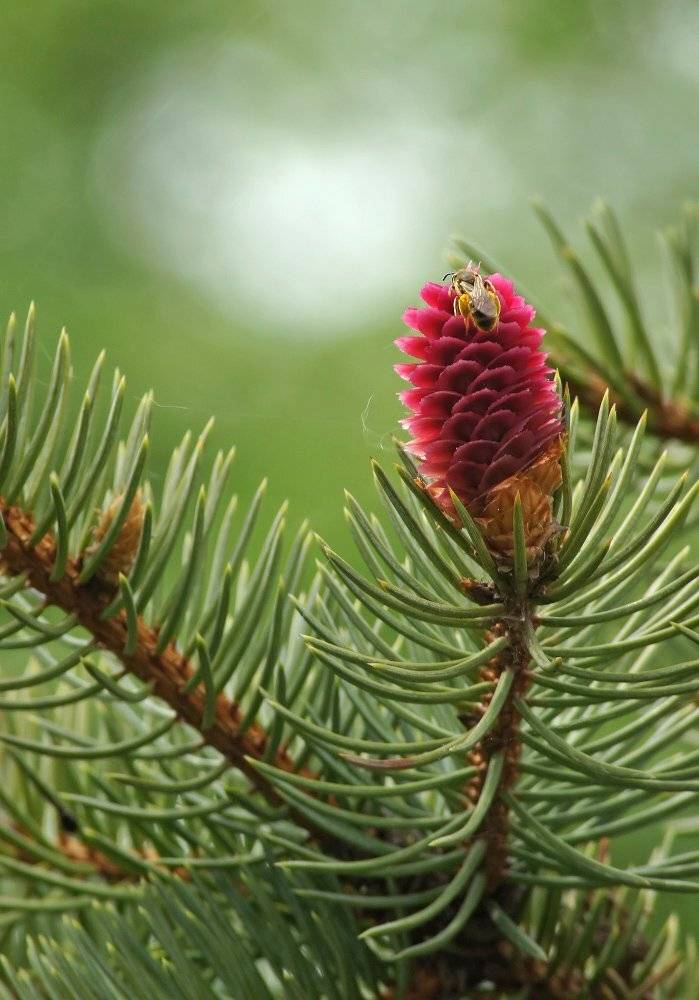 Пчела, ель, шишка, Чепленко Алексей