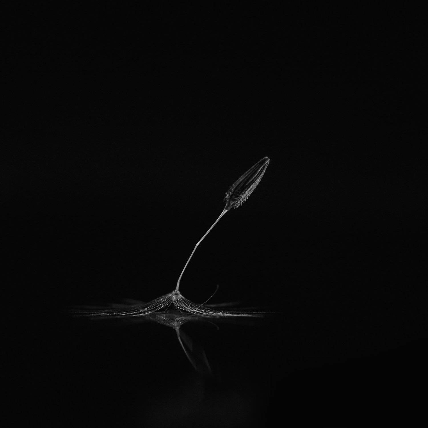 макро, одуванчик, ч/б, macro, dandelion, b/w, Артём Корнев