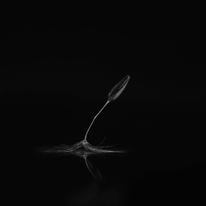 макро, одуванчик, ч/б, macro, dandelion, b/w Разбитый фото превью