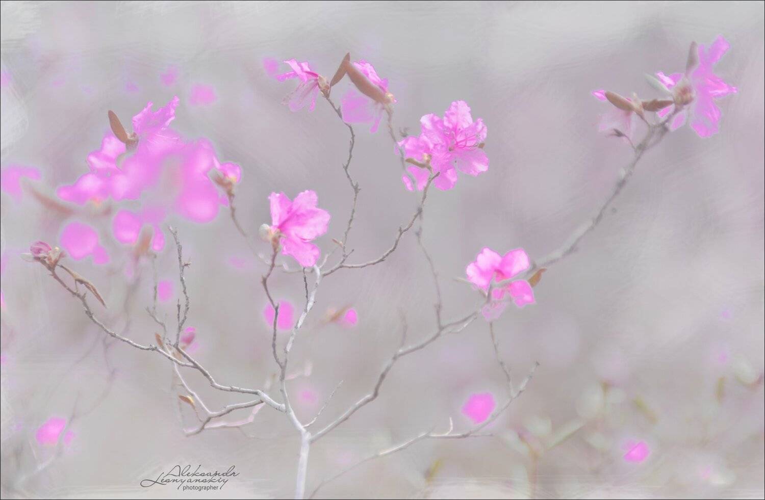 , Александр Леснянский