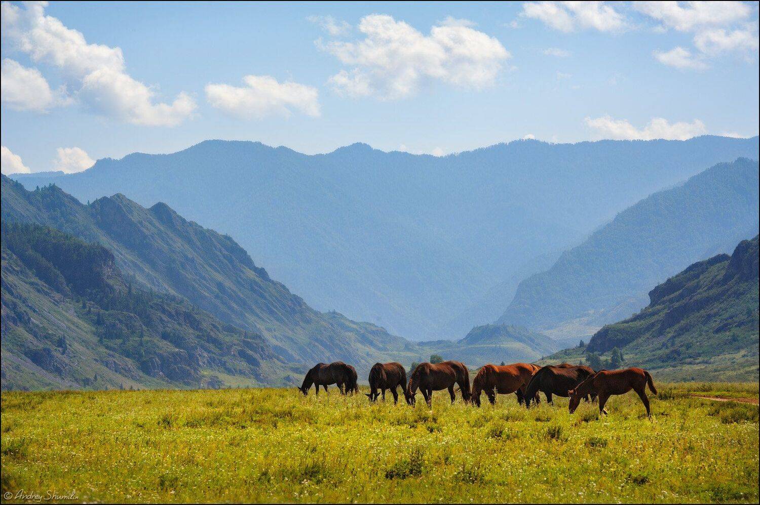, Андрей Шумилин