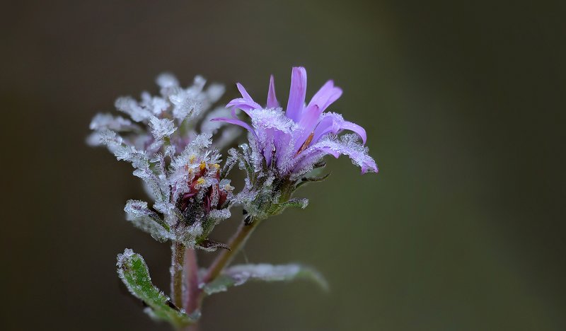 Иней фото превью