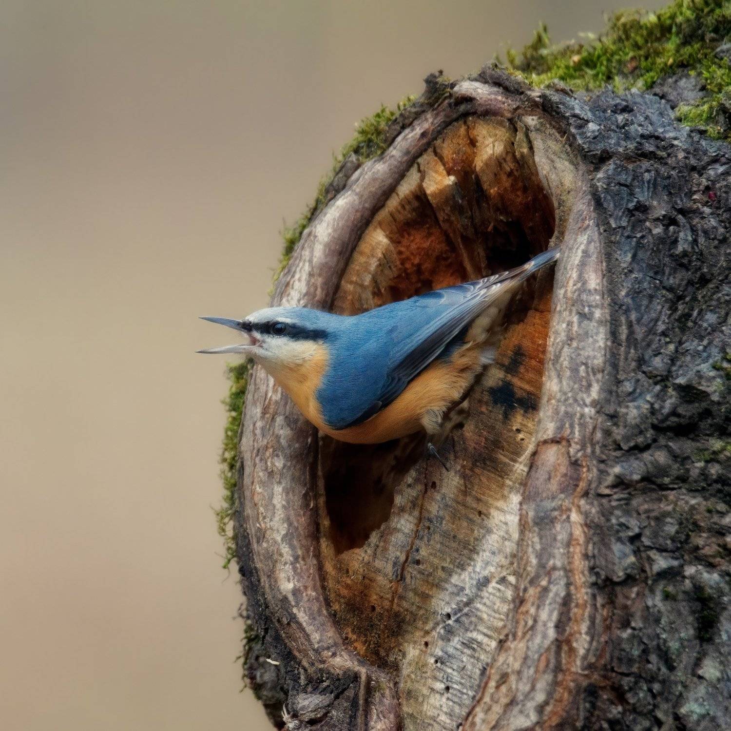 , Alexander Plekhanov