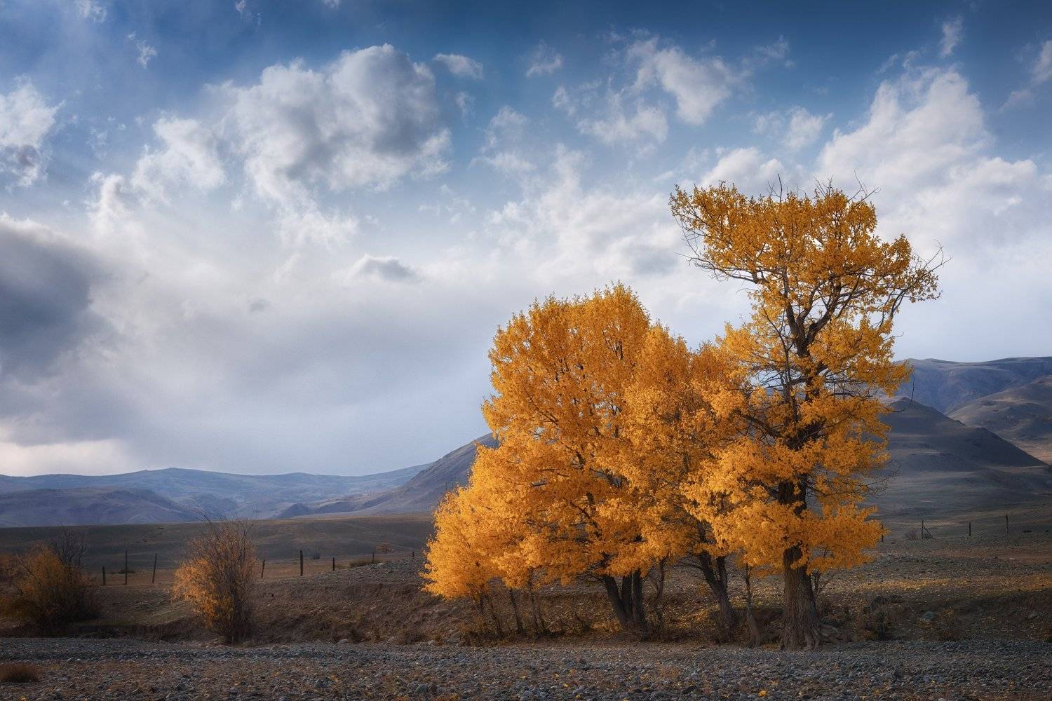 алтай, горный алтай, чаган-узун, сентябрь, горы, осень, пересохшее русло реки, тополя, деревья, кош-агачский район, дымка, Алена Рубан
