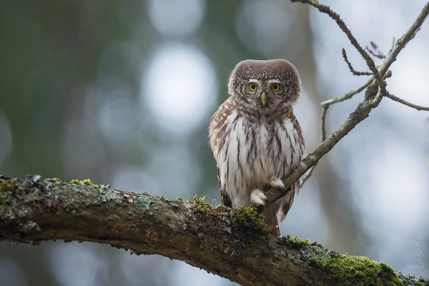 воробьиный сыч, сова, Байбекова Светлана