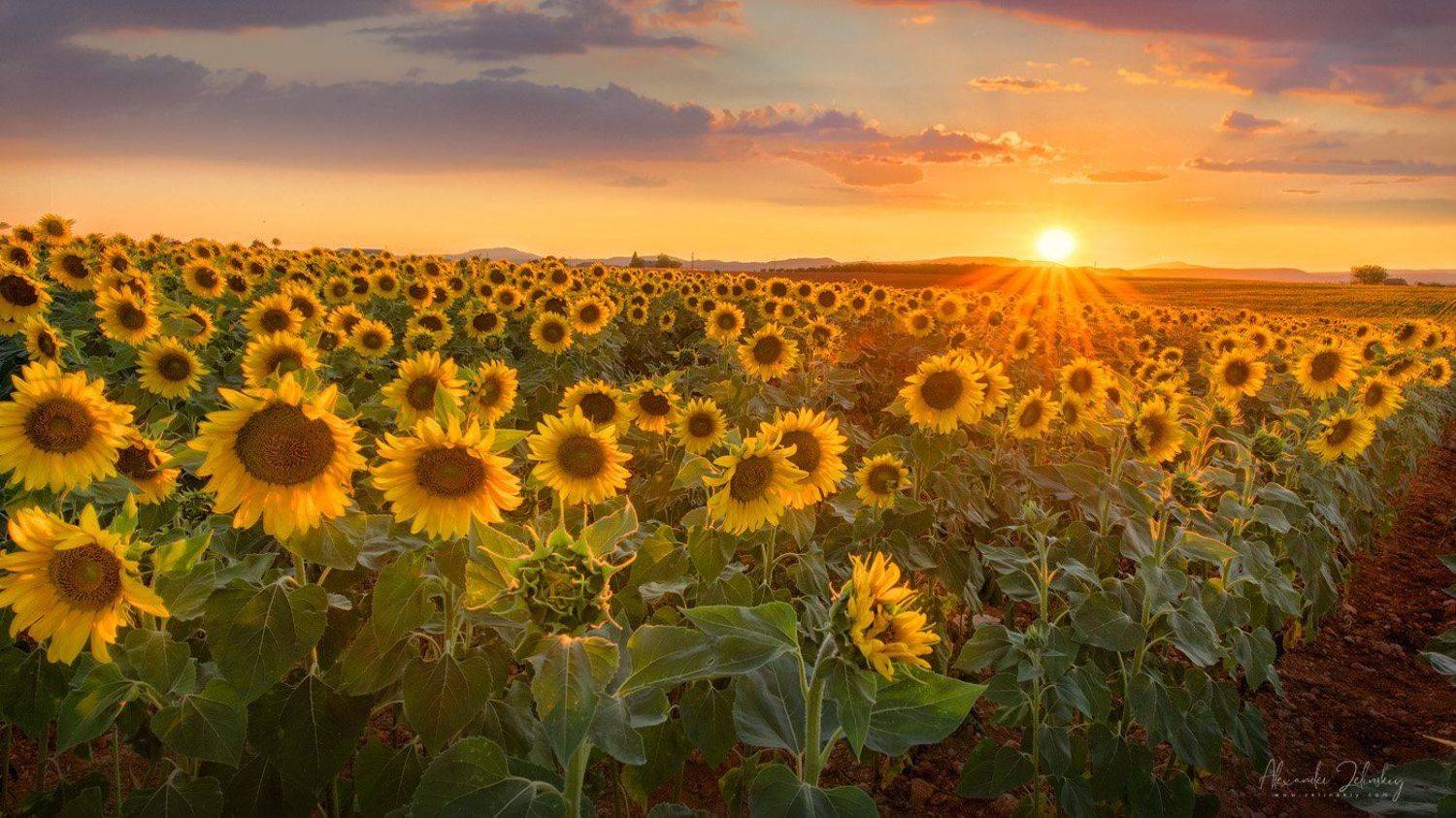 прованс, франция, Alex Mimo