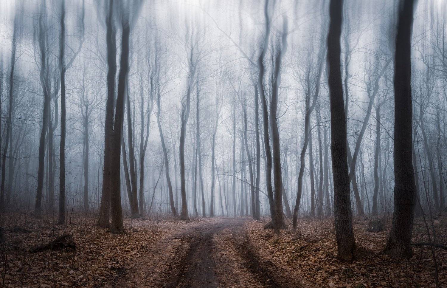 forest fog mist winter trees landscape outdoors road, Александр Хрипушин