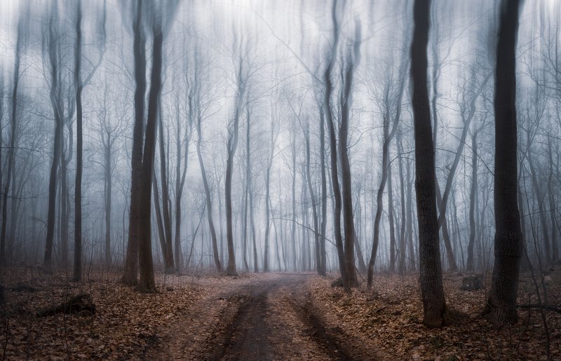forest fog mist winter trees landscape outdoors road December mist фото превью