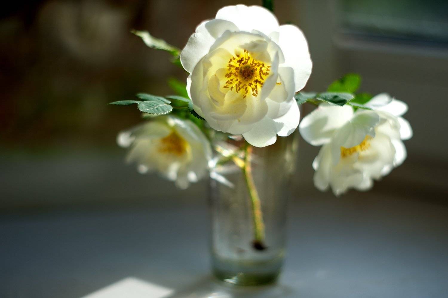 аромат лета, Дарья Васильева