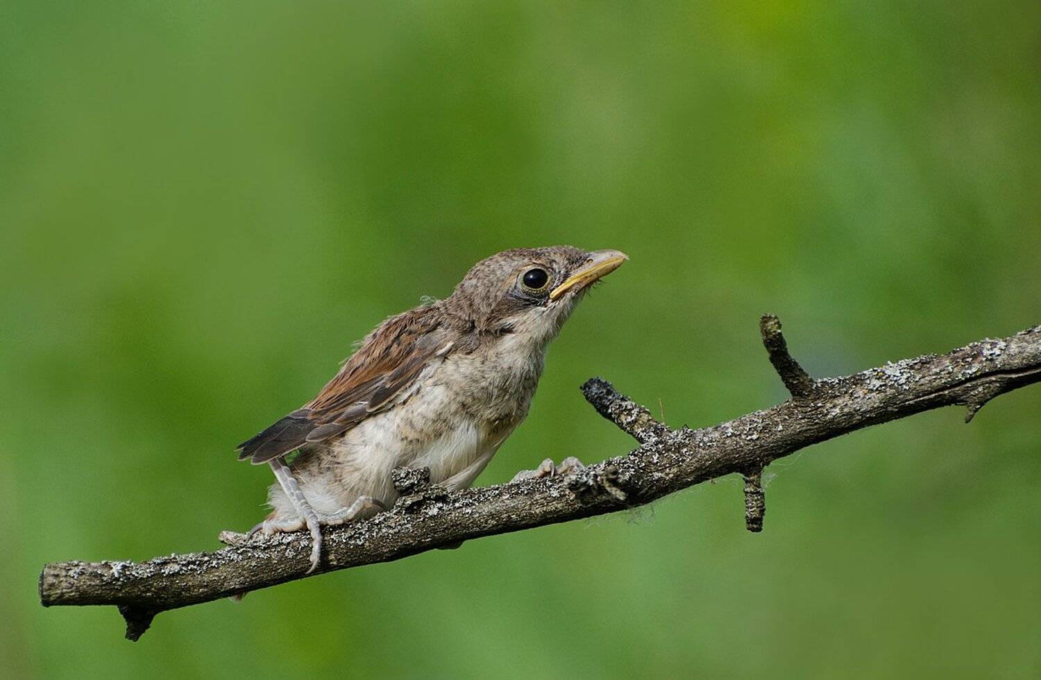 птенец, птица, слёток, жулан, Михаил Агеев