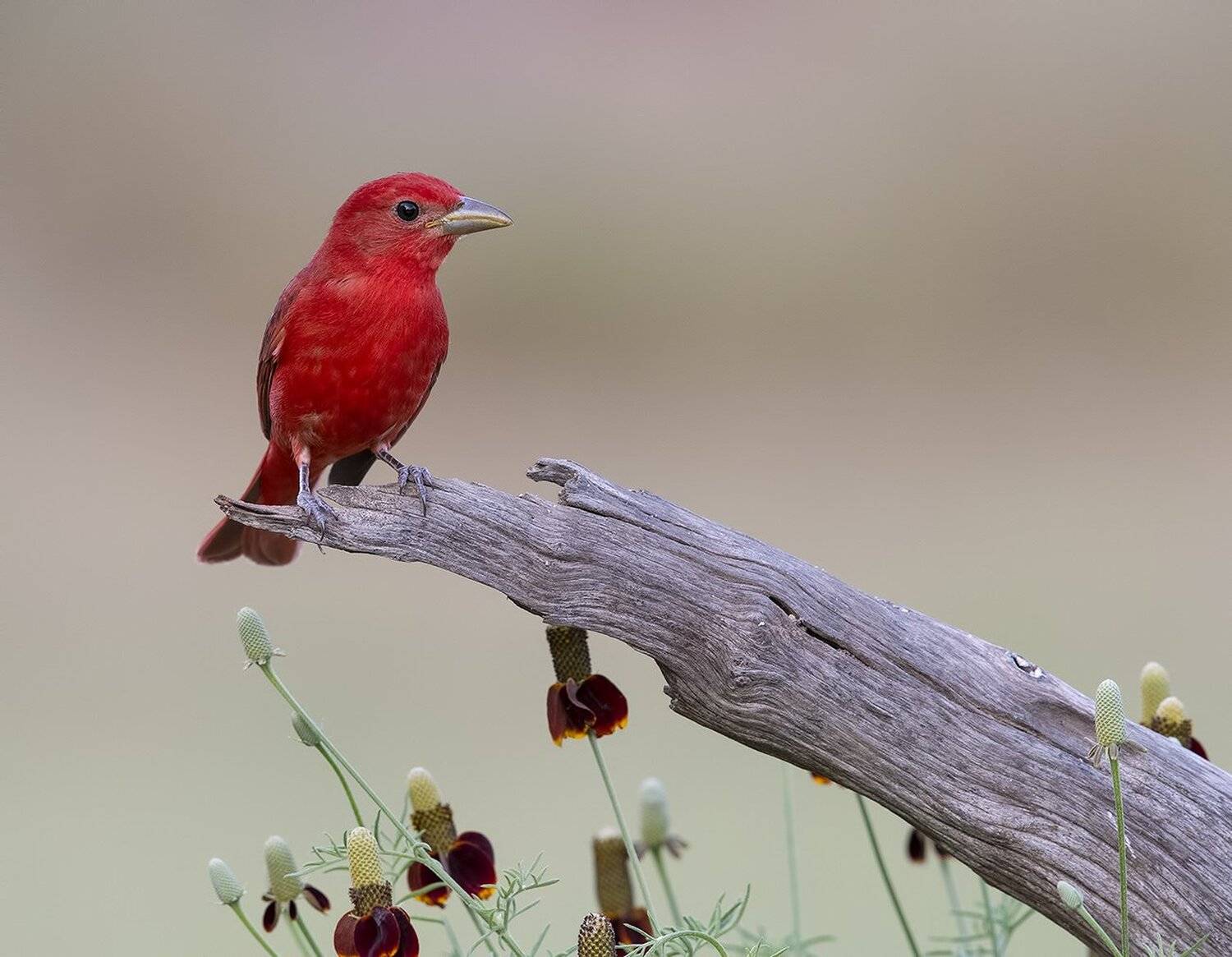 summer tanager, алая пиранга, cardinal, tx, texas, Elizabeth Etkind