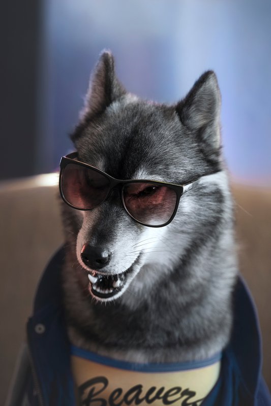 husky, dogs, siberian husky Teen Kuma фото превью