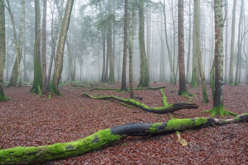 природа, лес, пейзаж, туман Утро туманное фото превью