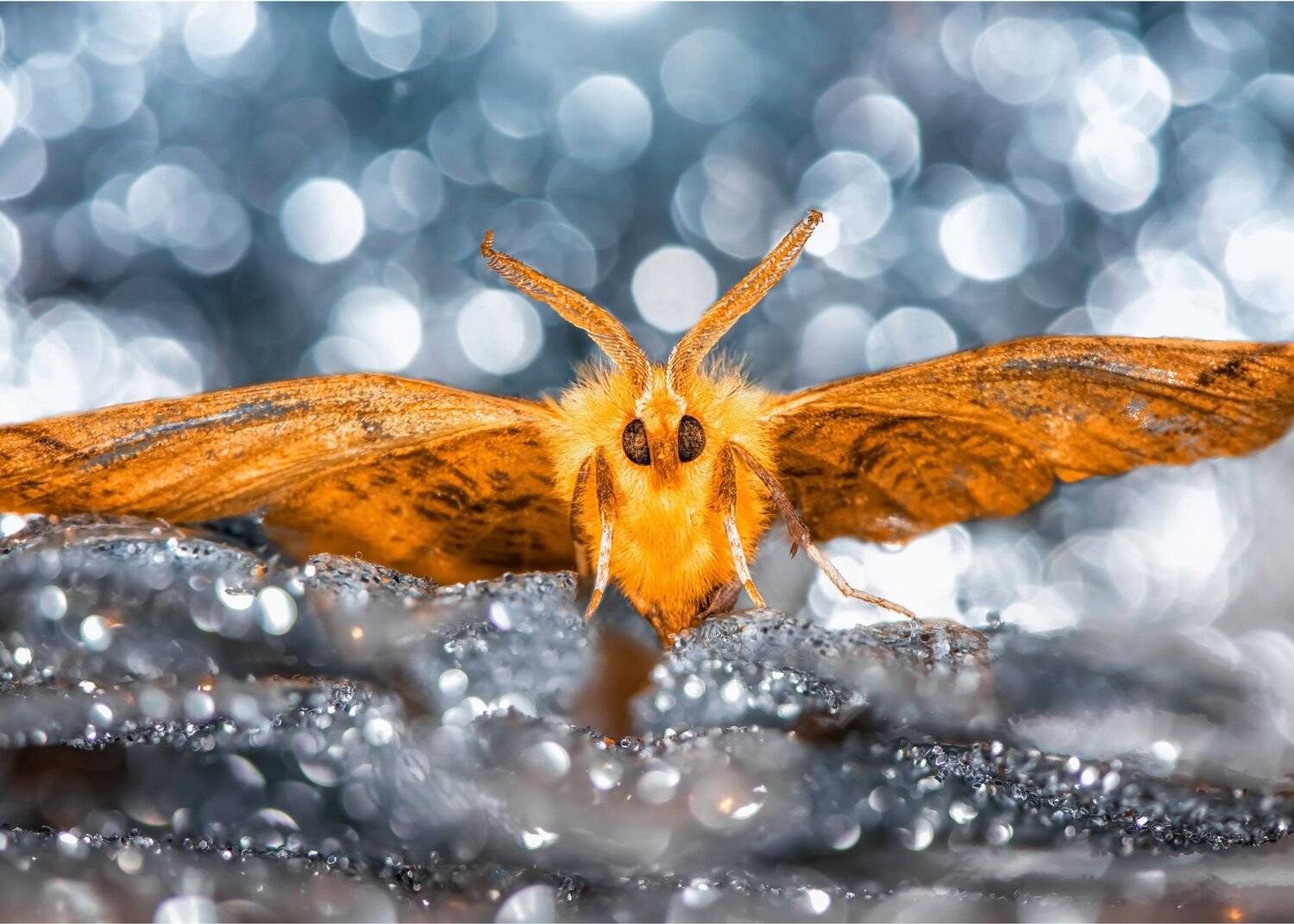 ночная бабочка боке макро, Анастасия Третьякова