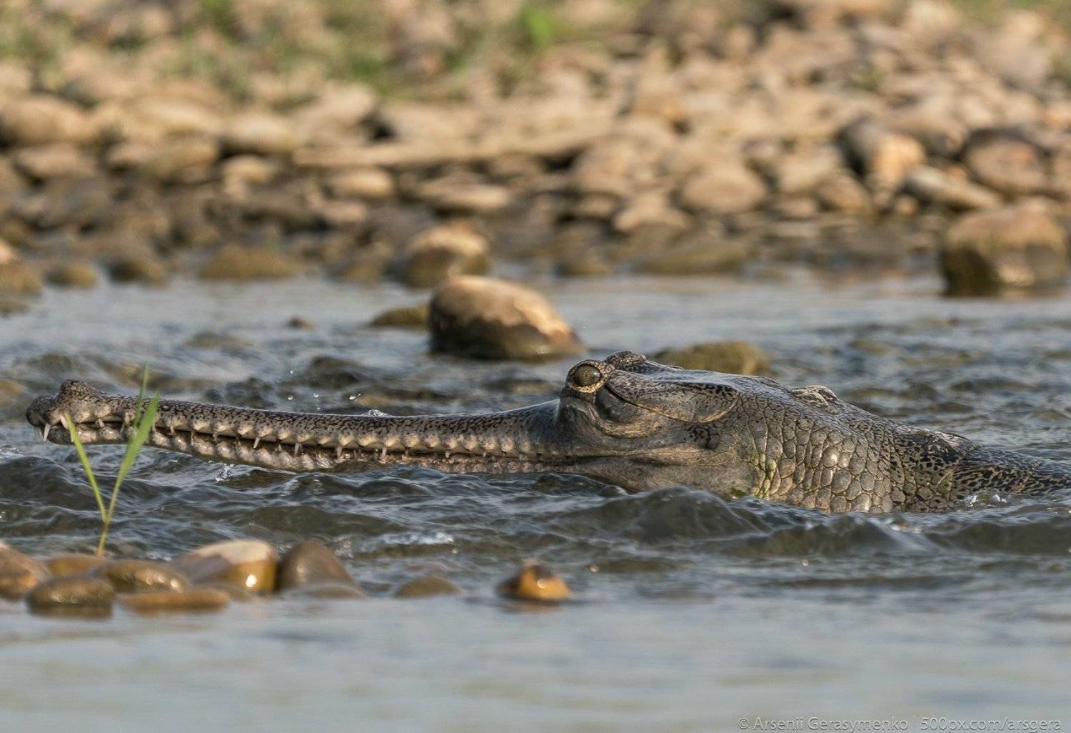 gharial, crocodile, river, indian, endangered, animal, chambal, nature, wildlife, wild, gavial, head, closeup, india, water, natural, green, dangerous, reptile, species, gavialis, gangeticus, tropical, mouth, detail, eye, asia, teeth, sharp, asian, alliga, Арсений Герасименко
