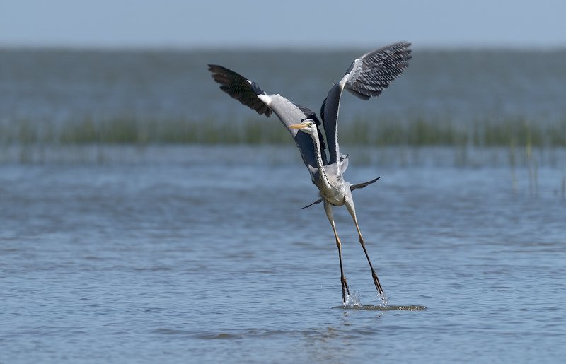 природа, птицы, цапля, взлёт ! фото превью