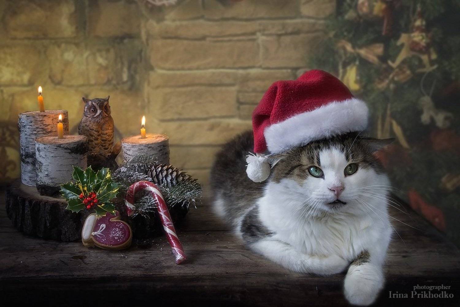 котопортрет, котонатюрморт, постановочное фото, кот лева, натюрморт, рождество, новый год, Ирина Приходько