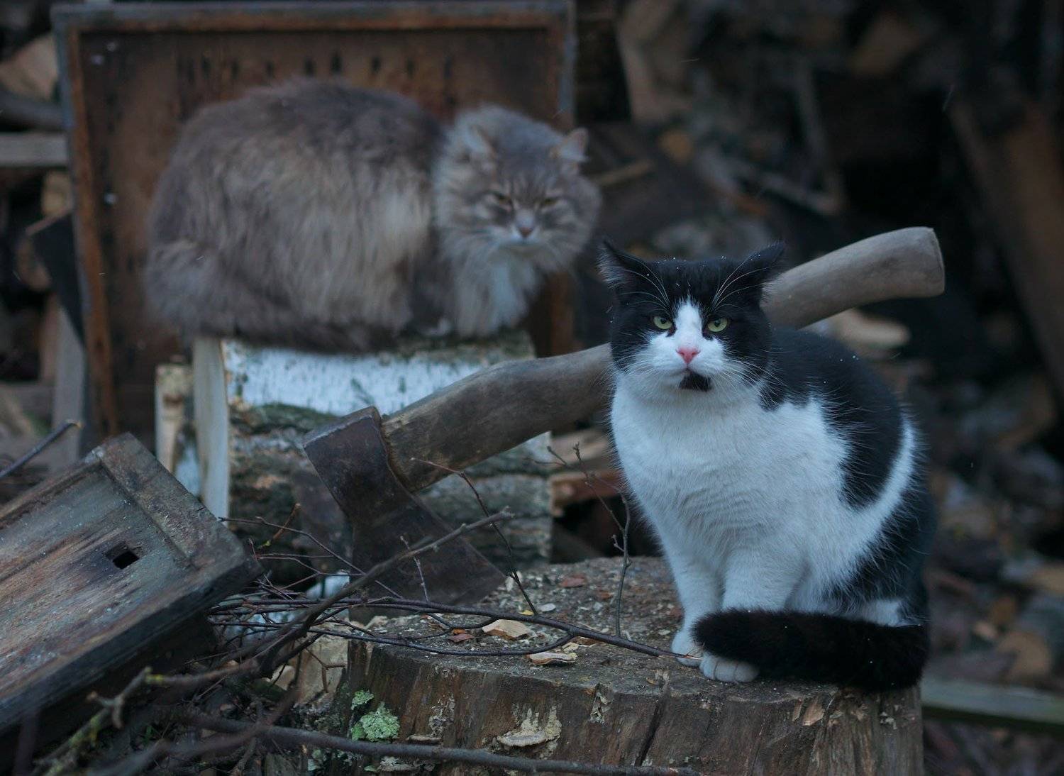 , Сергей Харитон