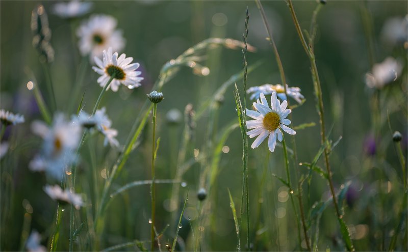 the morning of my favorite flowers фото превью