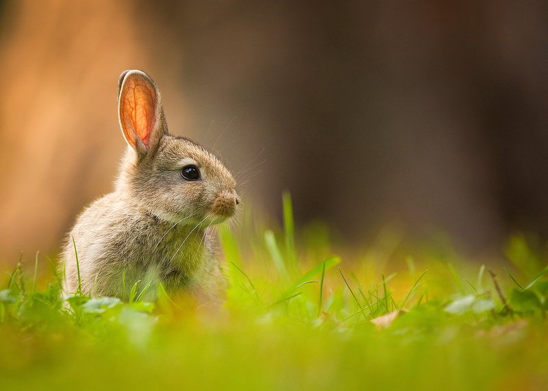 Rabbit фото превью