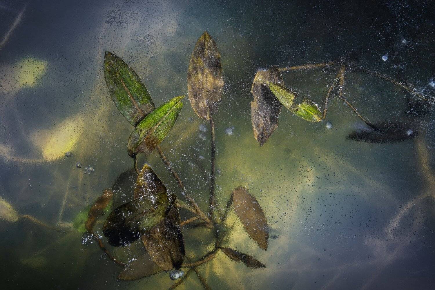 природа, растения, лед, холод, пейзаж, Мартыненко Дмитрий
