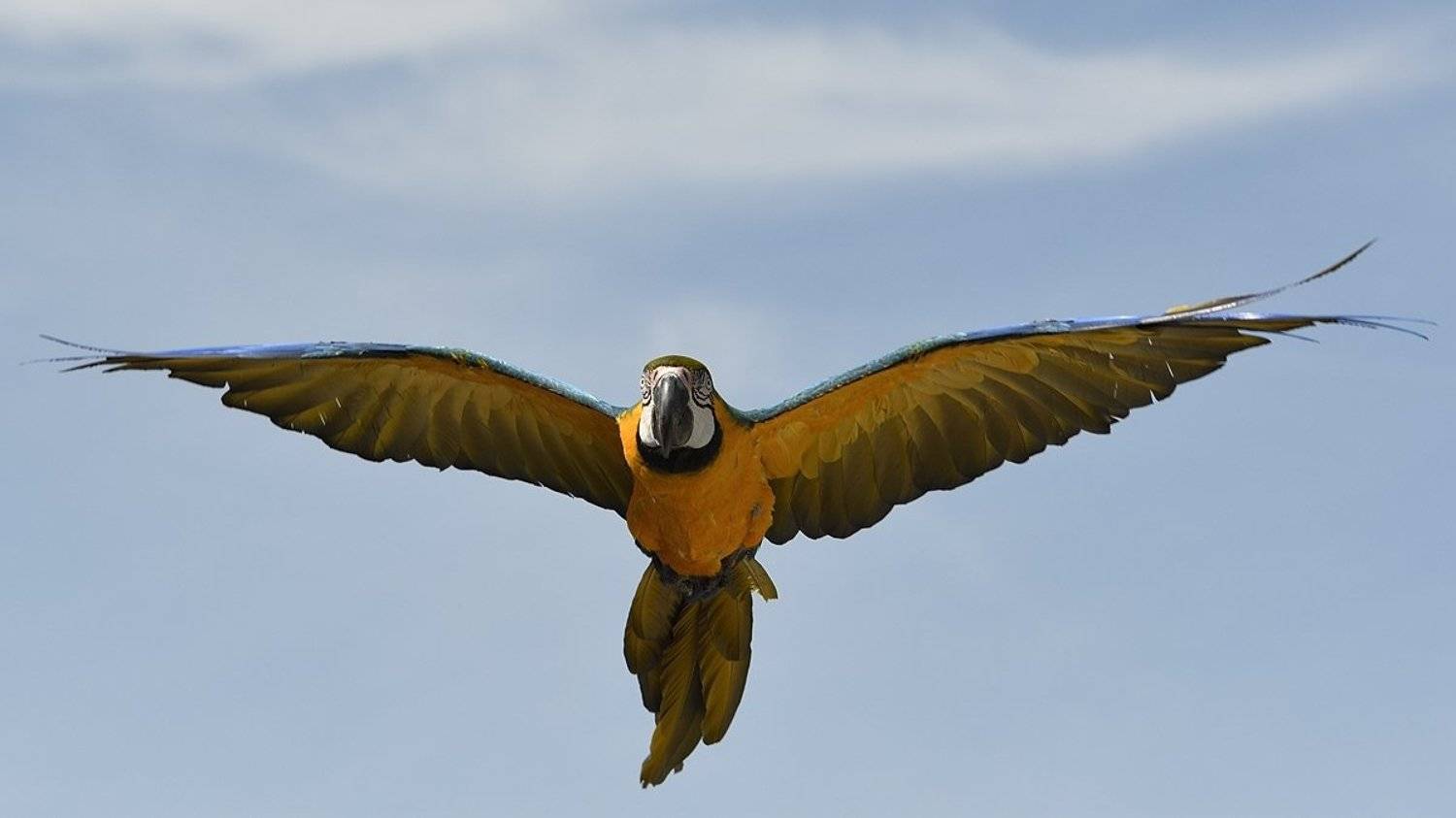 птицы birds, Jaroslav Mego