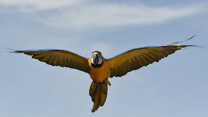 птицы birds Ara ararauna фото превью