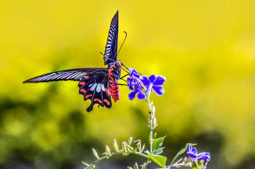 Beautiful butterfly in the garden